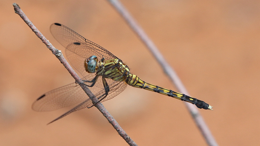 Orthetrum julia (Julia Skimmer) female 2.JPG